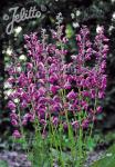 SALVIA pratensis Ballett Serie 'Sweet Esmeralda' Portion(en)