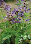 SALVIA miltiorrhiza  'Weila®rhiza' Portion(s)