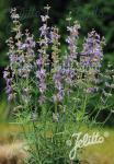 SALVIA jurisicii Juris-Series 'Juris Sky Blue'