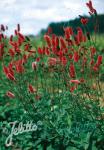 SANGUISORBA menziesii  