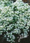 SAPONARIA ocymoides  'Snow Tip'