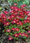 SAXIFRAGA x arendsii  'Purpurteppich' Portion(en)