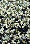 SAXIFRAGA x arendsii  'Schneeteppich' Portion(en)