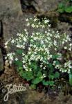 SAXIFRAGA cochlearis   Portion(en)