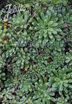 SAXIFRAGA cotyledon  'Pyramidalis' Portion(en)