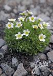 SAXIFRAGA exarata   Portion(en)