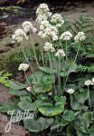 SAXIFRAGA manschuriensis   Portion(s)