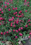 SCUTELLARIA suffrutescens  'Cherry Skullcap' Portion(en)