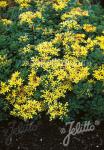 SEDUM floriferum   Portion(s)