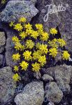 SEDUM lanceolatum   Portion(en)