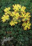 SEDUM oreganum   Portion(en)