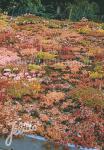 SEDUM species  Mixture Portion(s)