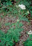 SELINUM carvifolium   Portion(en)