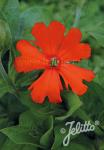 SILENE sieboldii Fire Dragon-Series 'Fire Dragon Orange Glow' Portion(s)