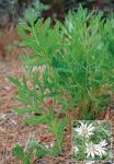 SILPHIUM albiflorum  