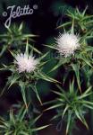 SILYBUM marianum var. albiflorum   Portion(s)