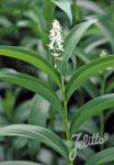 SMILACINA stellata   Portion(en)