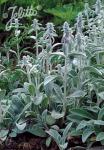 STACHYS byzantina  