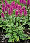 STACHYS officinalis   Portion(en)