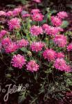 SCABIOSA columbaria f. nana  'Pincushion Pink'
