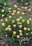 SCABIOSA ochroleuca  'Moon Dance'