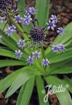 SCILLA hyacinthoides  