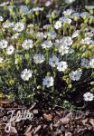 SILENE uniflora  'Weißkehlchen'