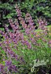 SALVIA lavandulifolia  