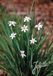 SISYRINCHIUM angustifolium f. album   Korn