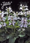 STACHYS macrantha  'Morning Blush' Seeds