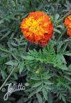 TAGETES patula/erecta  Mischung Portion(en)