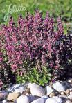 TEUCRIUM chamaedrys  