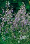 TEUCRIUM orientale   Portion(s)