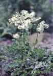 THALICTRUM petaloideum  