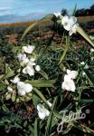 TRADESCANTIA x andersoniana  'Blanca'