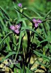 TRADESCANTIA ohiensis   Portion(s)