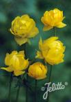 TROLLIUS europaeus f. compactus  'Lemon Supreme' Portion(s)