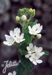 TWEEDIA coerulea  'Alba'