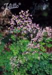 THALICTRUM rochebruneanum var. grandisepalum   Korn