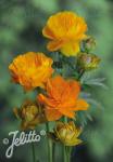 TROLLIUS chinensis  'Golden Queen' Seeds