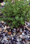 THYMUS vulgaris  'French Summer'