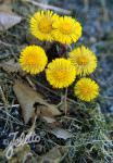 TUSSILAGO farfara   Portion(en)