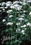 VALERIANA officinalis   Portion(en)