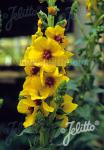 VERBASCUM densiflorum   Portion(s)