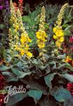 VERBASCUM phlomoides  'Wega'