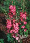 VERBASCUM phoeniceum  'Rosetta' Portion(s)