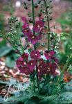 VERBASCUM phoeniceum  'Violetta' Portion(s)