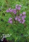 VERBENA tenuisecta  