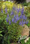 VERONICA teucrium  'Royal Blue' Portion(s)