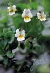 VIOLA arvensis  